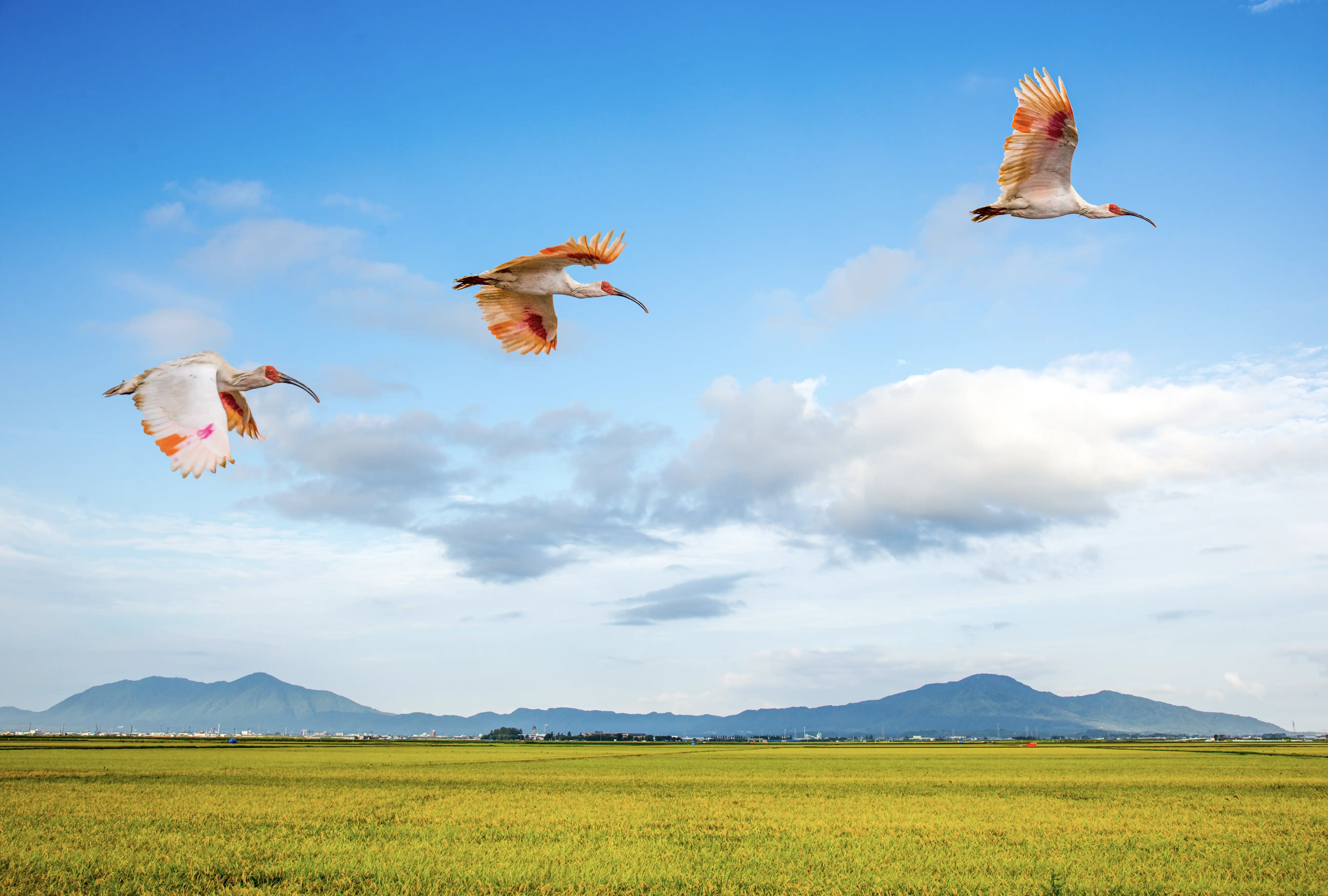 ビジネスシーンの背景動画を代替する静止画